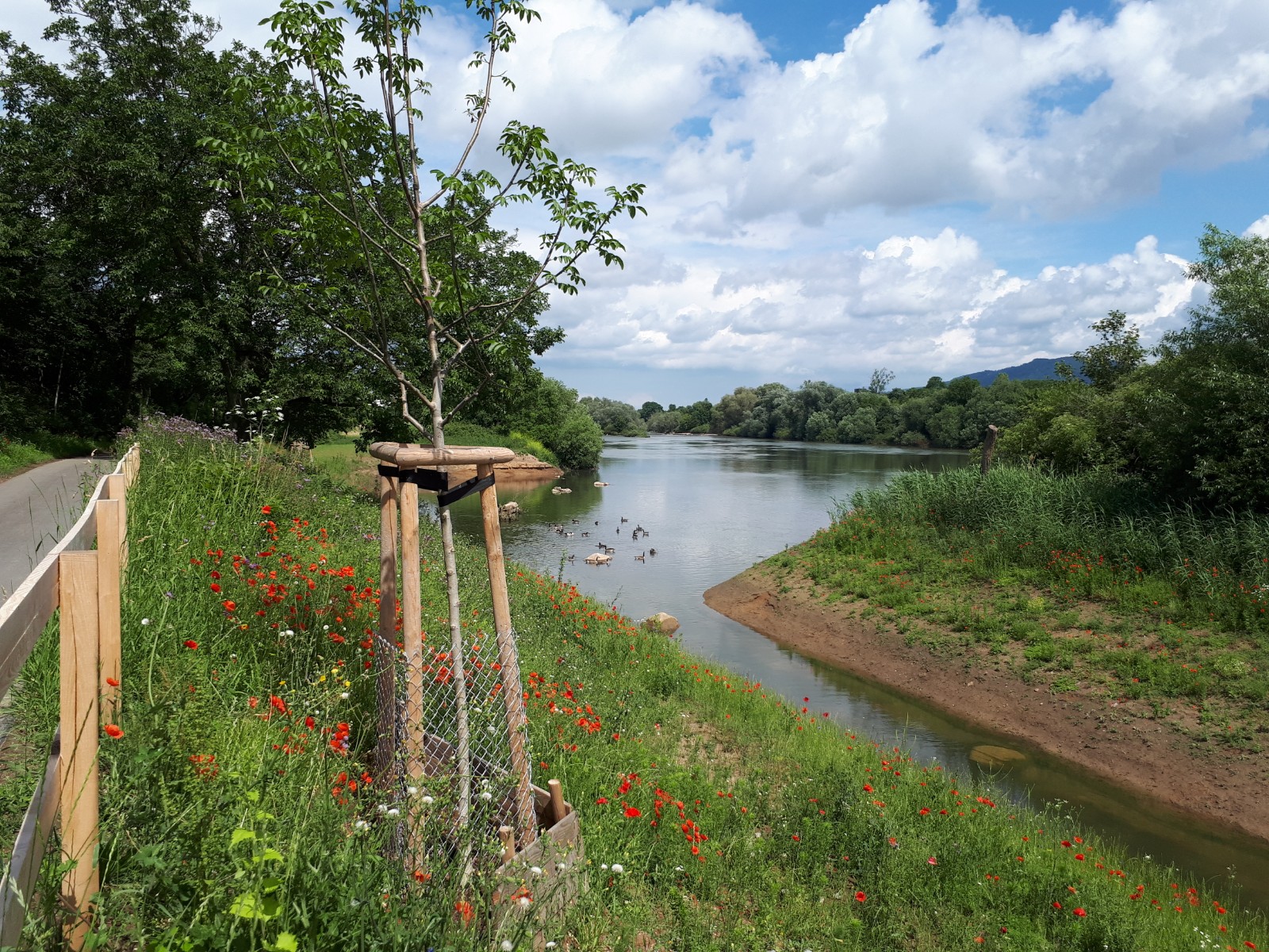 Neckarschlut in Wieblingen