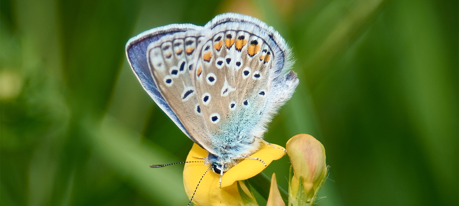 Bläulicher Schmetterling sitzt auf einer gelben Blüte in einer Wiese