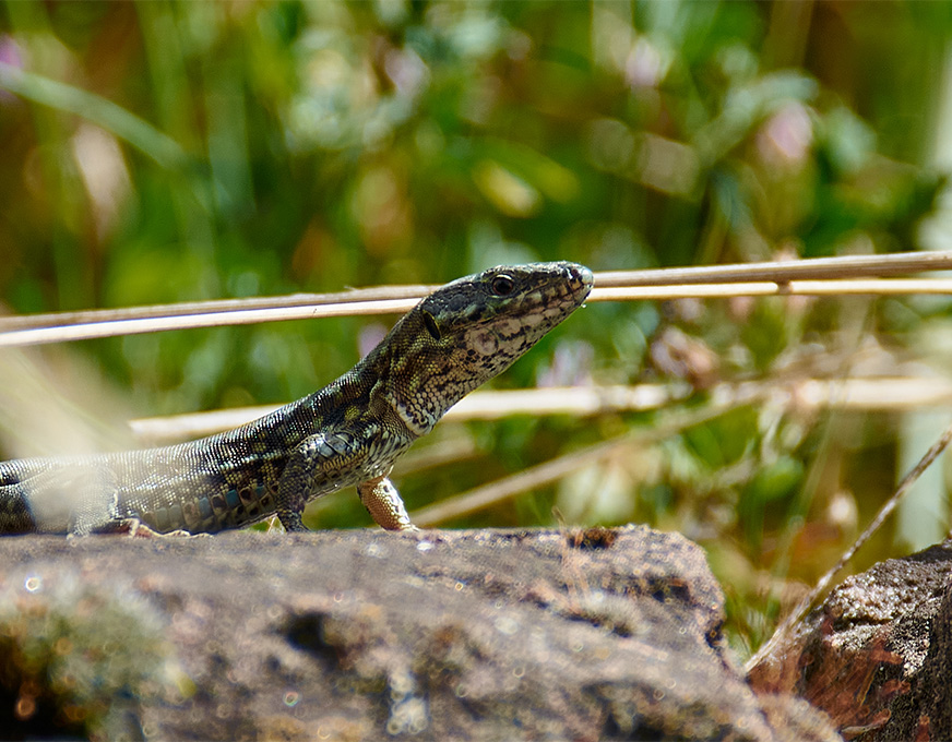 Eidechse sitzt auf einem Stein in natürlicher Umgebung mit unscharfem grünem Hintergrund